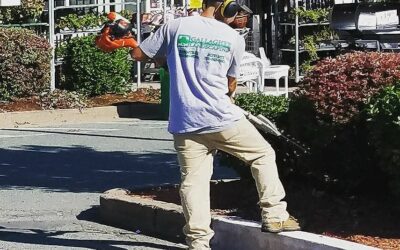 Trimming some hedges at a shopping plaza #commercialmaintenance