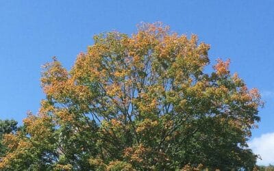 Leaves.. We’ve still got a few openings left if your tired of looking at yours!