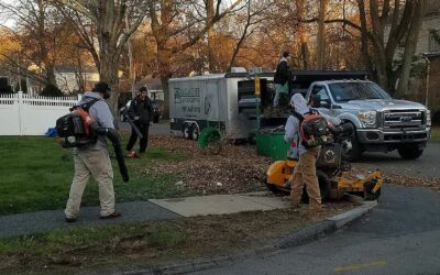 Cleaning up some leaves before winter sets in