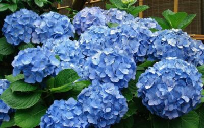 Take advantage of this nice weather and get some winter gardening time in