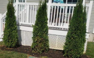 Planting season runs a little longer for evergreens like these 7′ arbovitae we planted for privcy