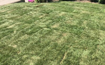 Nothing welcomes the weekend like a fresh new lawn