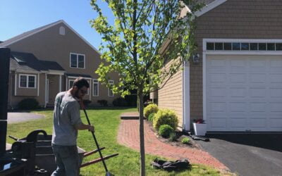 Plant a tree today, or have us do it for you